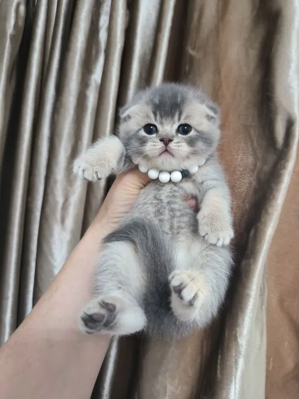 Щикарная девчонка