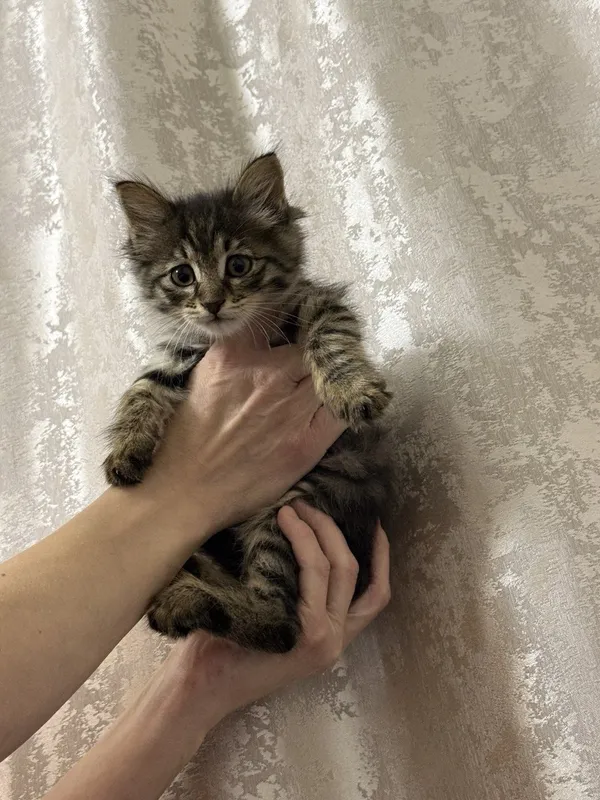 Котенок , мальчик возраста 3 месяца
