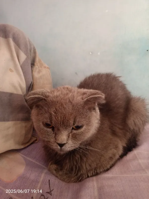 Veterinar xizmati