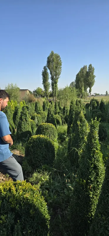 Archalar sotuda italya va mesni bor 6