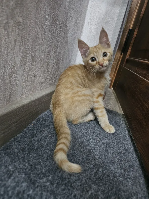 Рыжий Котёнок Мальчик в Добрые Руки! 1 Рыжий Котёнок Мальчик в Добрые Руки! 1