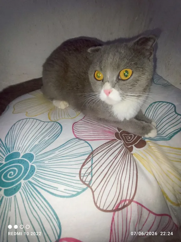 Zotdor: orginal (Scottish Fold) — фото 3