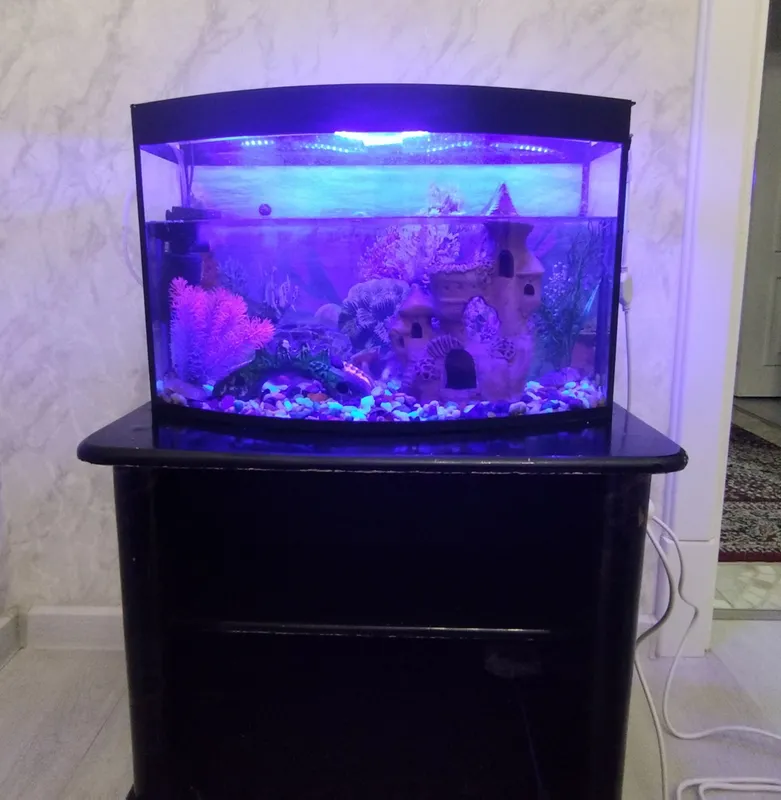 Baliqlari bilan akvarium sotiladi 2