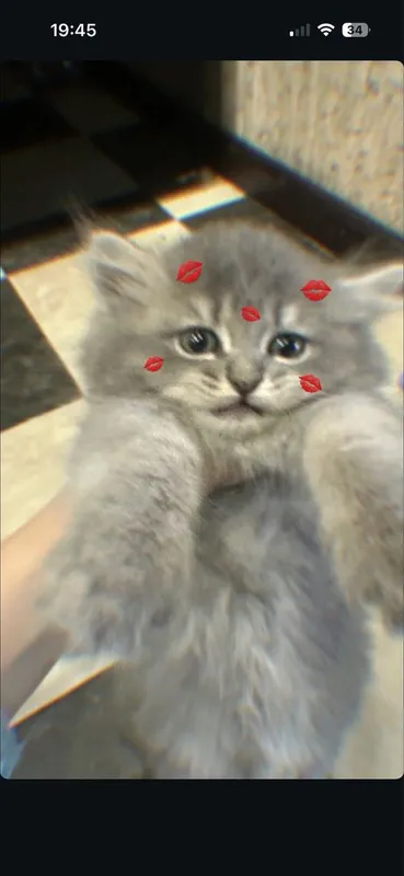 Котята породистые — фото 1
