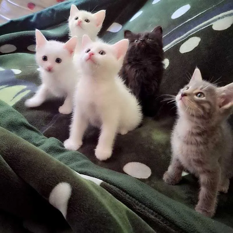 Продаётся котёнок 1