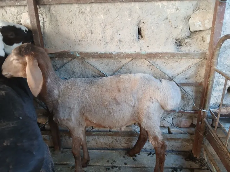 Arashan barrra sotiladi 2 Arashan barrra sotiladi 2