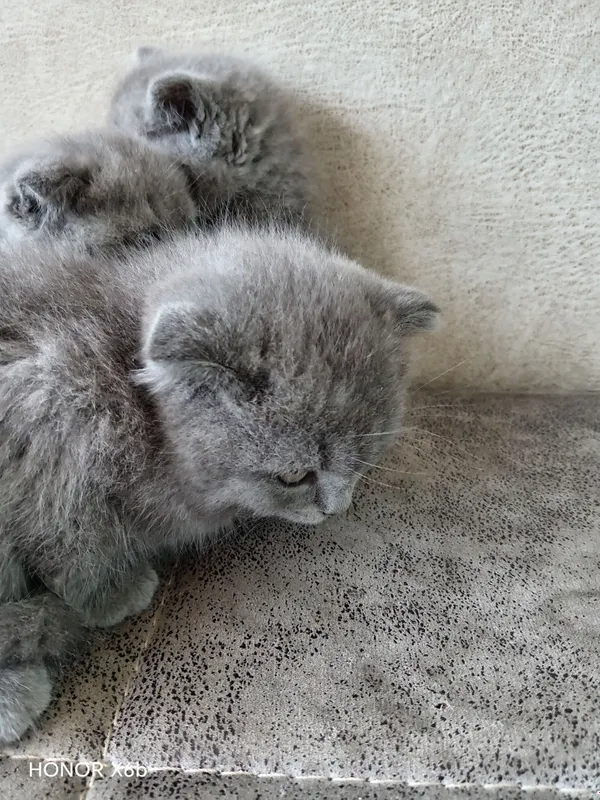 Отец британец, мать скоттиш-фолд, очень игривый, чёрный