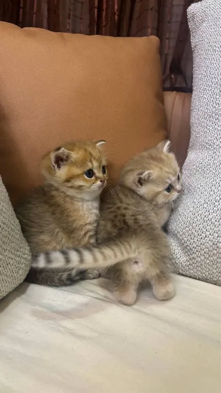 Милые британские котята — фото 2