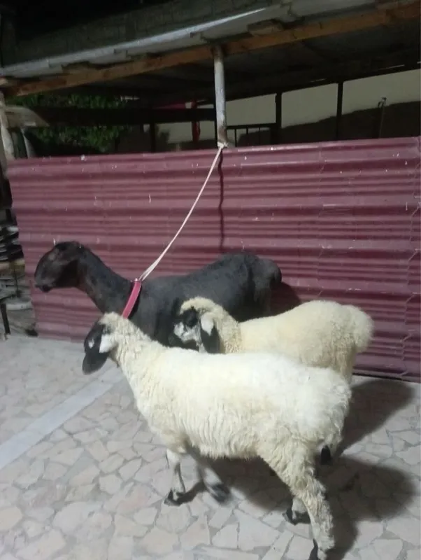 Qazoqi ona bola qo’y sotiladi 3 Qazoqi ona bola qo’y sotiladi 3