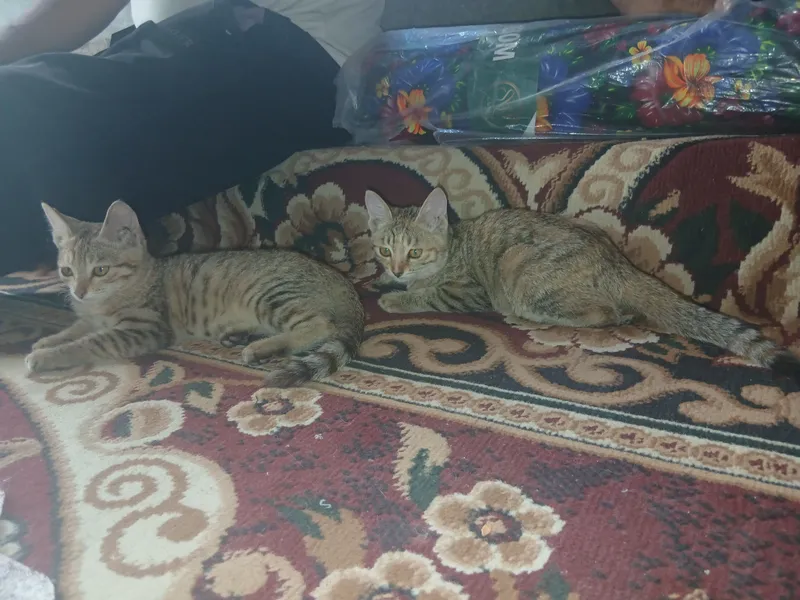Котята 4-месячные. Отдаются в хорошие семьи. 8 Котята 4-месячные. Отдаются в хорошие семьи. 8