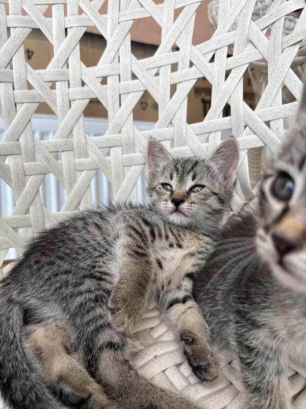 котята в добрые руки — фото 6