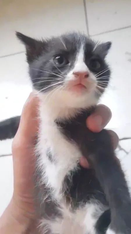 oq qora kòzmunchoq