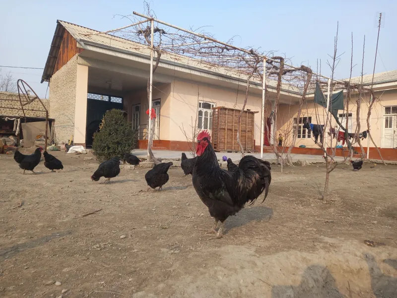 Кора шахзода тухумларига заказ оламиз 1