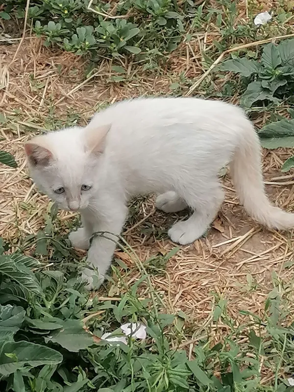 Отдаём в добрые руки котят, смешной породы. 1