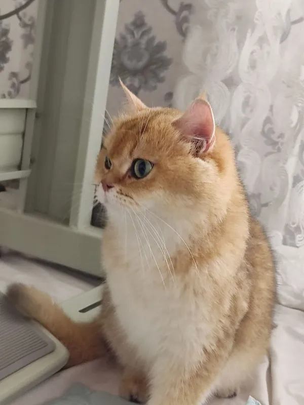 Продам Пепельной шеншила — фото 6