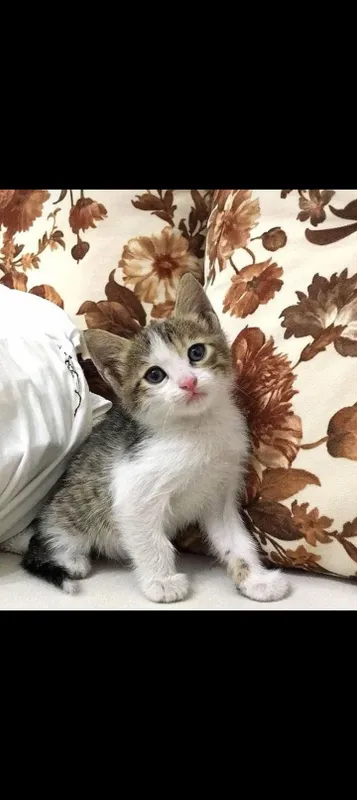 uy mushugi tekin 2 uy mushugi tekin 2