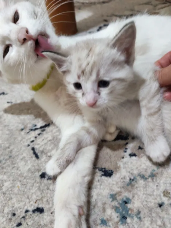 Отдам котят в добрые руки