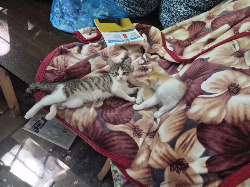 Котята 2 месяца домашние — фото 1