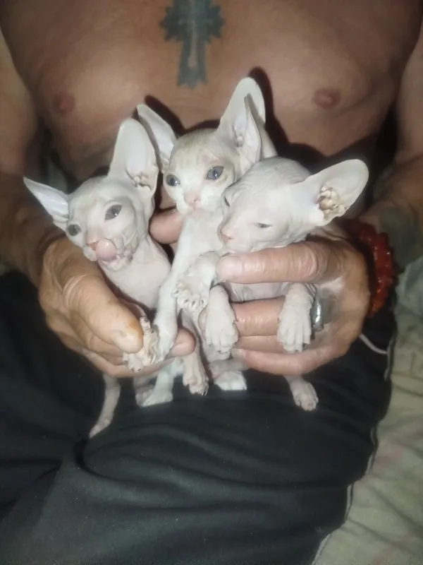 Продаю котят пародистых сфинксов — фото 4