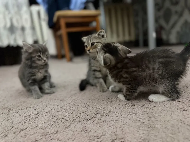 Navoiy shahrida scottish fold mushuklari sotiladi — фото 3