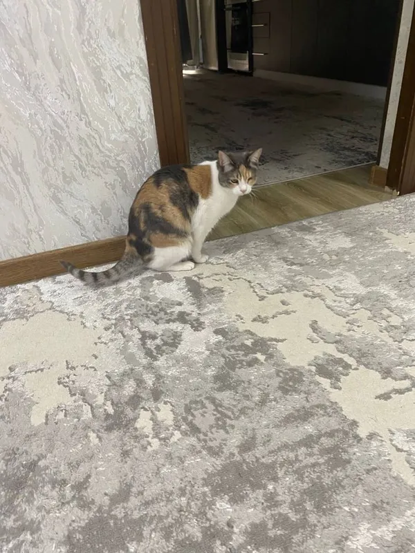Трехцветная счастливая кошечка. Бесплатно! На участок. Стерелизована — фото 6 Трехцветная счастливая кошечка. Бесплатно! На участок. Стерелизована — фото 6