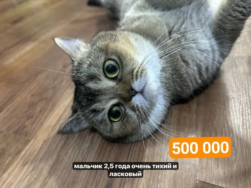 Кот и кошка британские шиншиллы 7 Кот и кошка британские шиншиллы 7