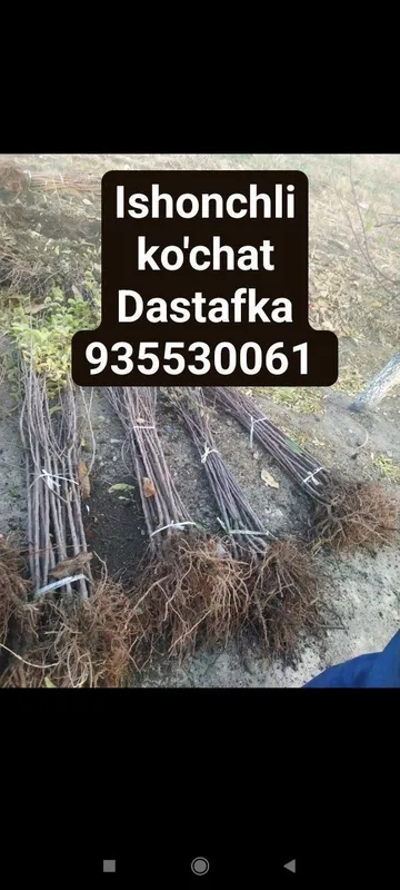 Bogbon daraxt kesish dorilash xizmati — фото 2