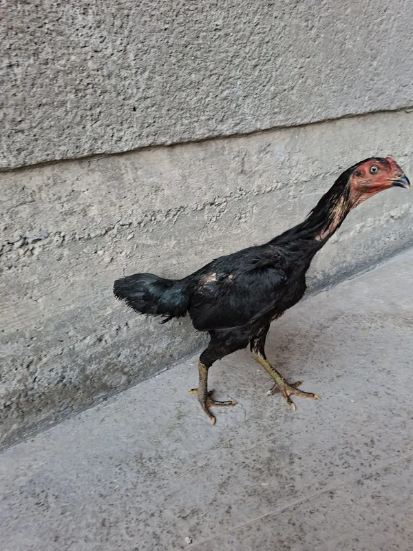 Mokiyonimiz sotiladi qoni toza ganoy bilan karisdan chixgan 1 Mokiyonimiz sotiladi qoni toza ganoy bilan karisdan chixgan 1