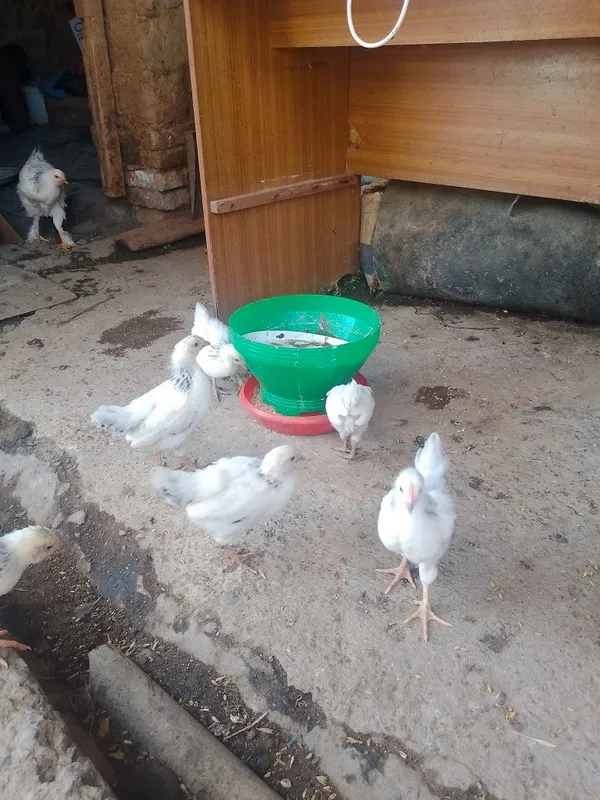 Adler serebro joʻjala sotiladi 2 Adler serebro joʻjala sotiladi 2