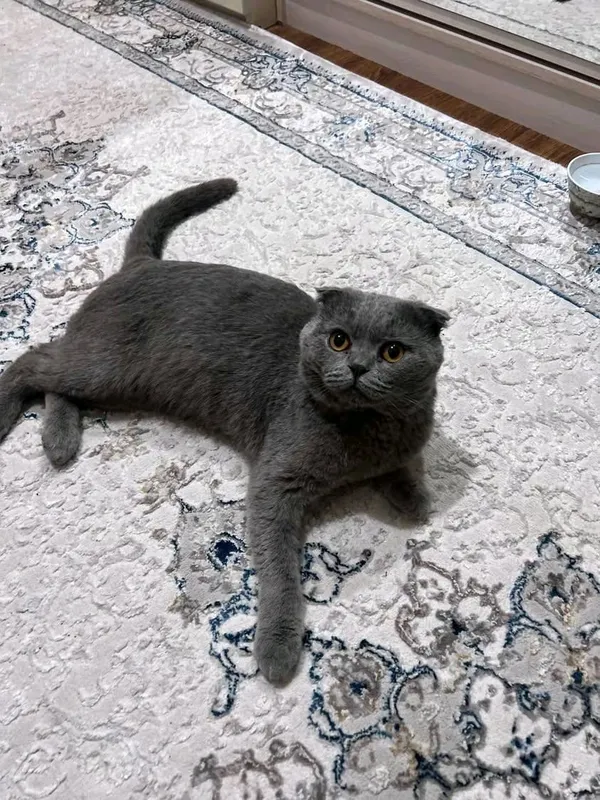 Scottish Fold