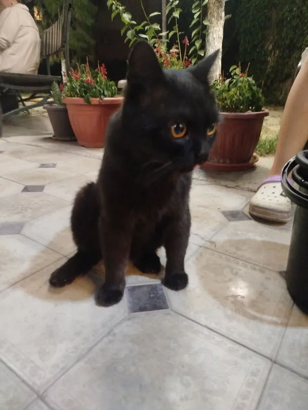 Котик ищет дом!! 2 Котик ищет дом!! 2