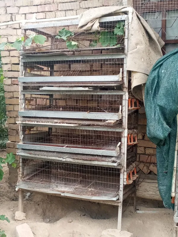 Bedana qafasi клетки qafas narhlari kelishilgan holda 4 Bedana qafasi клетки qafas narhlari kelishilgan holda 4