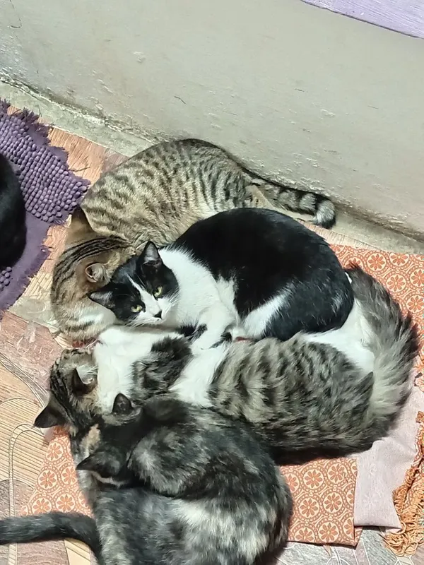Отдам в хорошие ручки 2 котеков и 3 кошечик. — фото 2