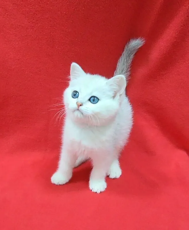скоттиш страйт девочка