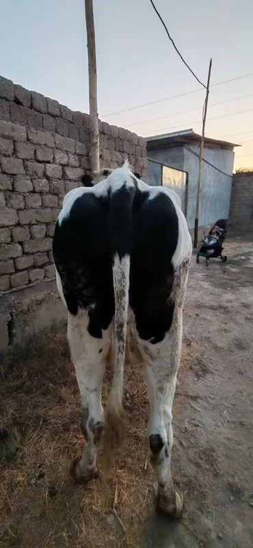 Qora mollar galeshten frist — фото 3