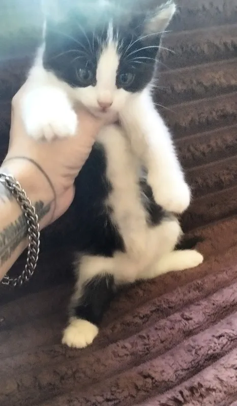 котята в хорошие руки — фото 2
