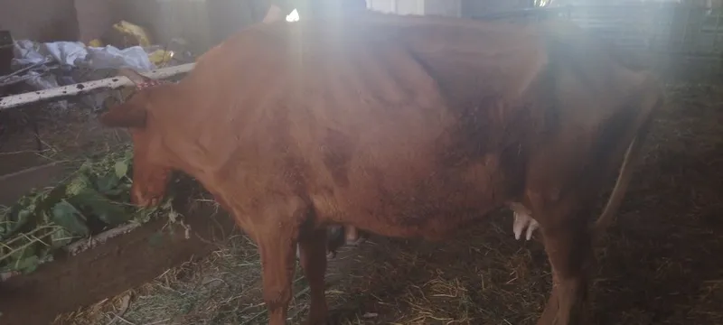 Sigir sotiladi kafolati bilan 4 Sigir sotiladi kafolati bilan 4