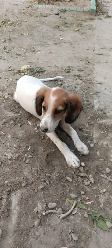 Spaniel kuchugi uy izlamoqda 5 Spaniel kuchugi uy izlamoqda 5
