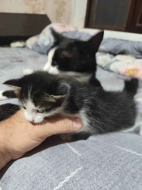 Отдаются даром котята вместе с их мамой.пока котята ещё не кушают сами 6 Отдаются даром котята вместе с их мамой.пока котята ещё не кушают сами 6