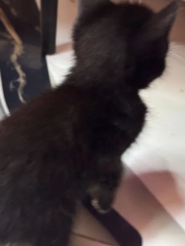 Отдадим котят бесплатно 4 Отдадим котят бесплатно 4