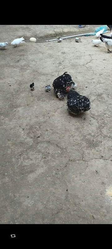Choynak jo'ja sotiladi 10ta 3
