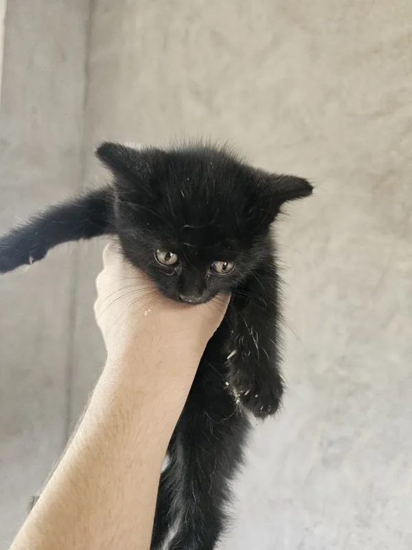 котёнок окрас чёрный