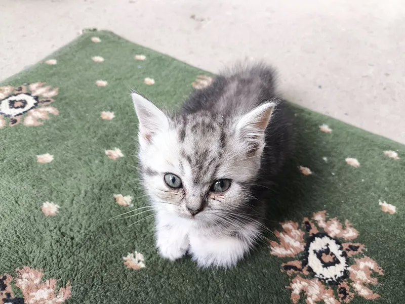 котята вислоухие — фото 2
