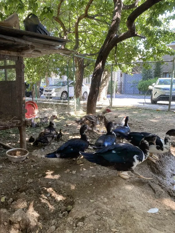 Продаются индоутки, утки 4