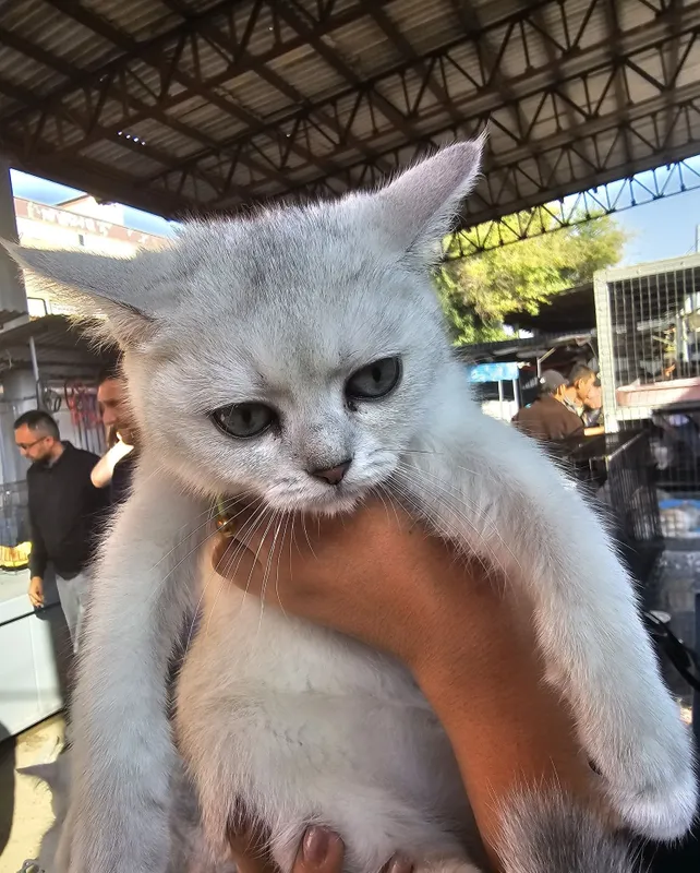 Shotland kumush chinchilla mushukchalari 3