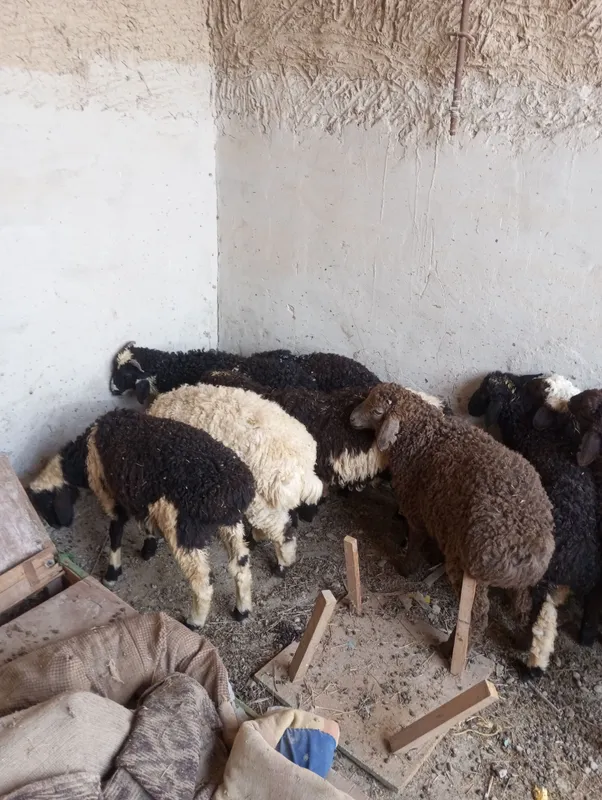 Продаются баранчики-кучкоры 2 Продаются баранчики-кучкоры 2