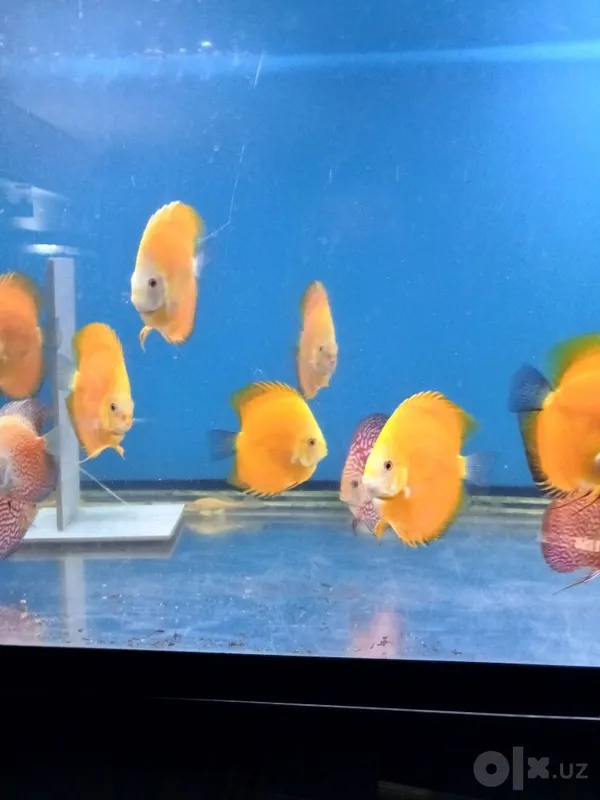 Diskuslar (golden) high body 6 Diskuslar (golden) high body 6
