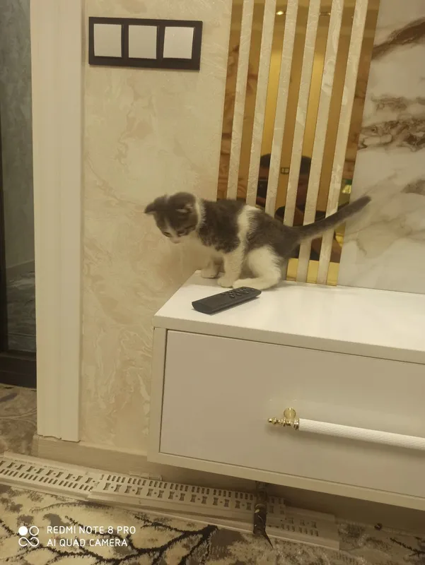 🐈 кошка 2
