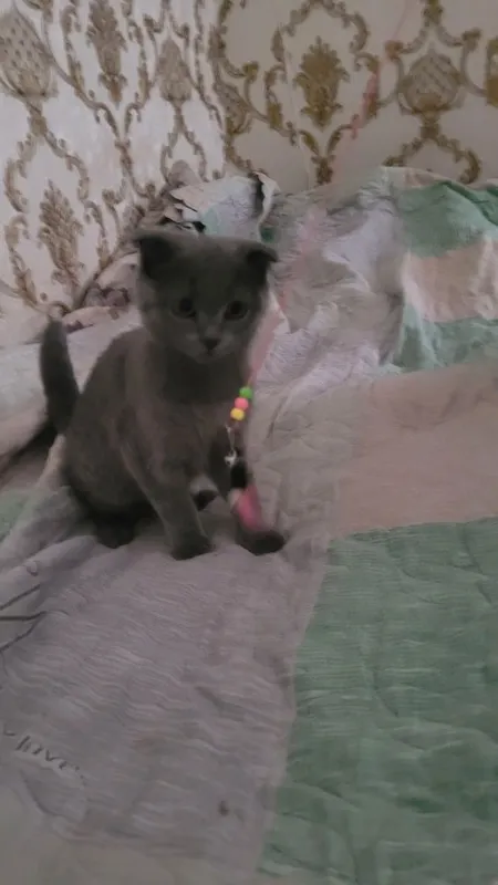 Скотиш фолд,3 мес — фото 1