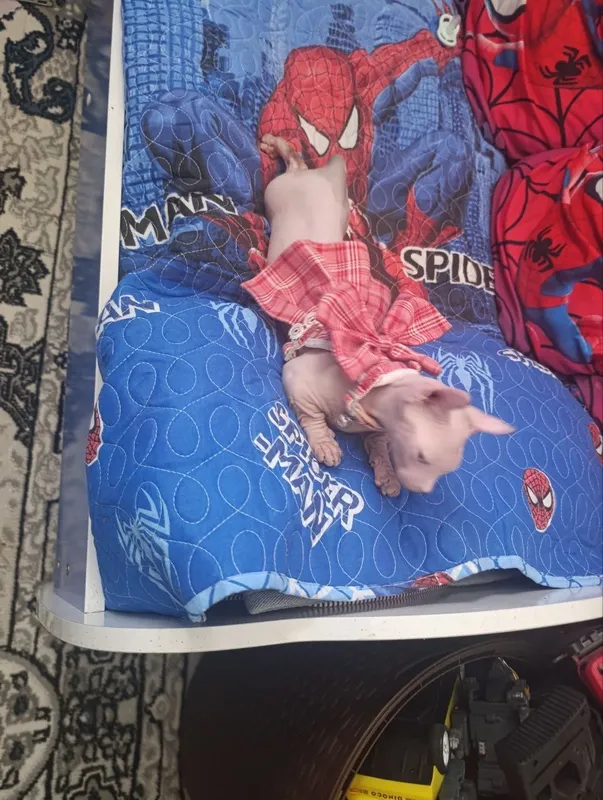 Elf mushugi sotiladi 1 Elf mushugi sotiladi 1